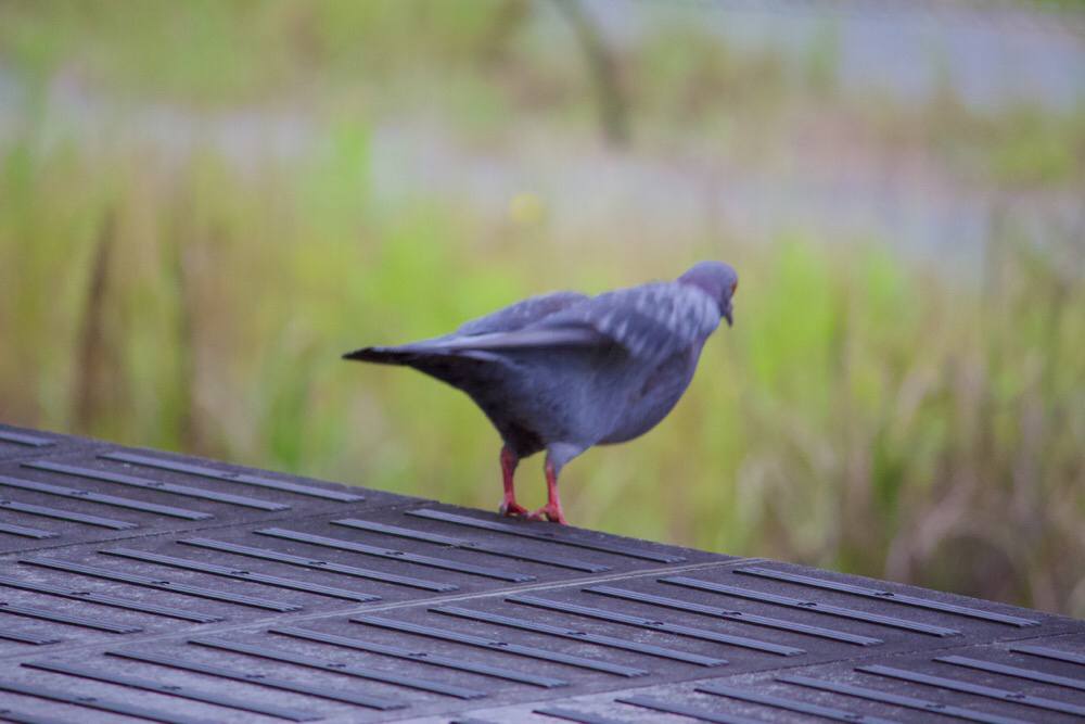 Pigeon precipice